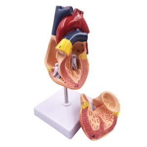 Heart Model