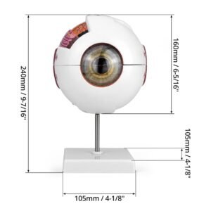 Eye Ball Model