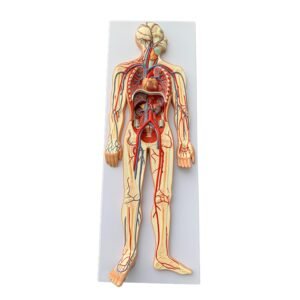 Blood Circulatory System model
