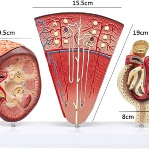 Kidney, Nephron, Glomerulus
