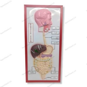 Digestive System Board