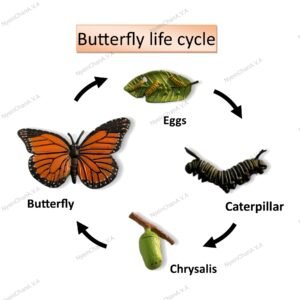 Animal Life Cycle Model