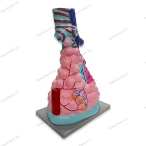 Alveoli Model