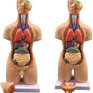 55cm Human Bisexual Model (19 Parts)