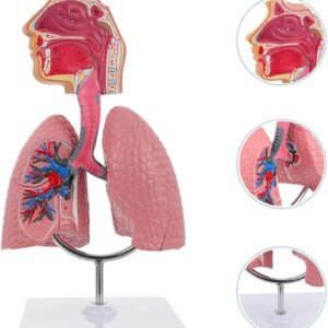 Respiratory System Model (Human Gas Exchange System)