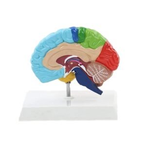 Brain Functional area model
