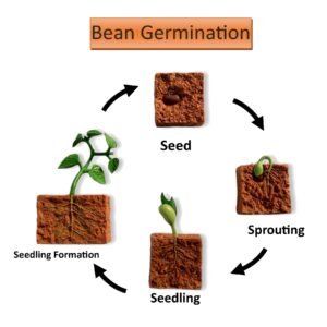 Bean Germination Model