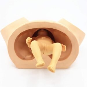 Midwifery Training Model