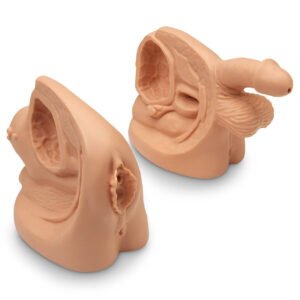 Urinary catheter medical surgery model