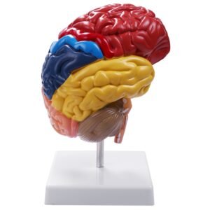 Brain functional area model Brain Functional area model