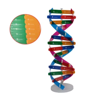 DNA Model (DIY)