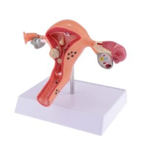 Life Size Human Uterus and Ovary Model