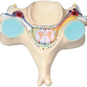 Spinal Cord Nervous System (transverse section)