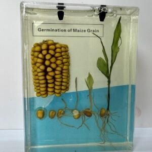 Germination of Maize Grain (Formalin Preserved Model)  CornGermination